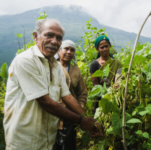 workers-plucking-leaves